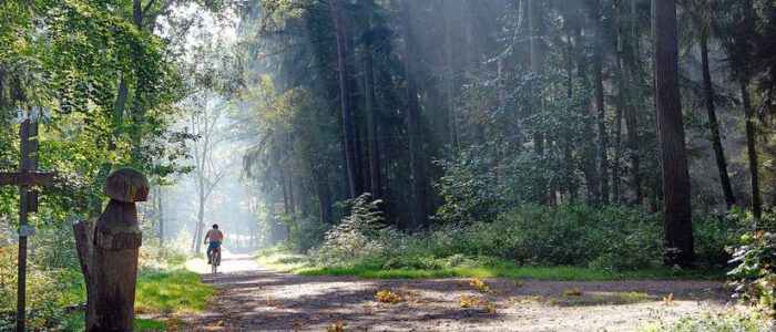 wald im gegenlicht